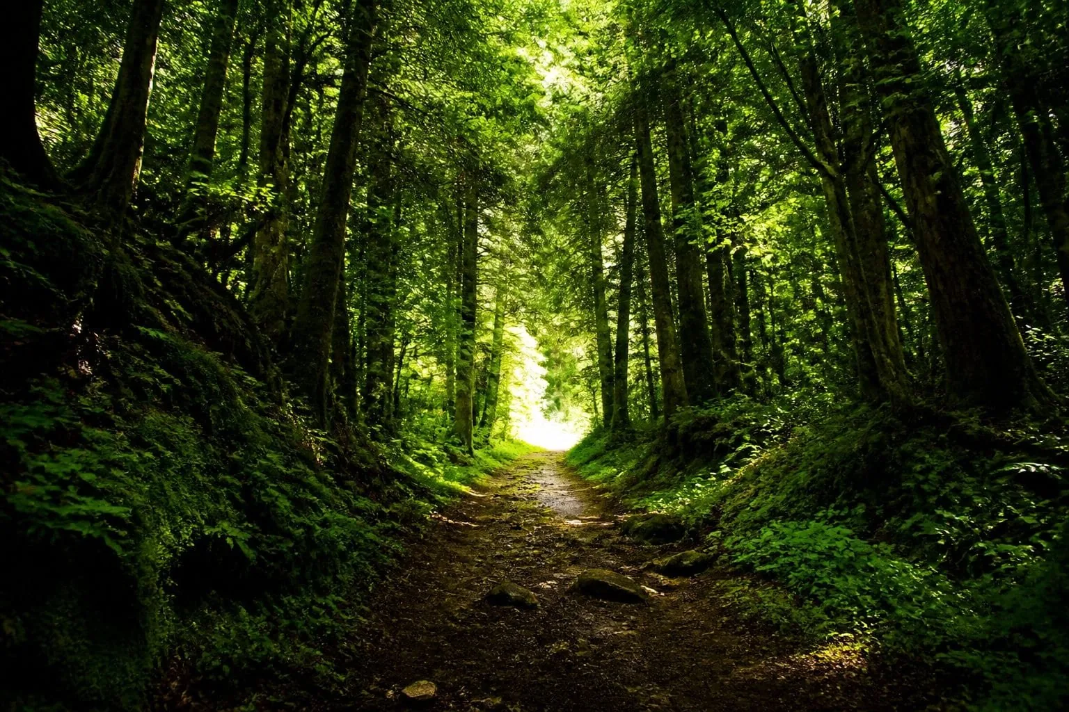 Chemin de terre à travers une forêt verte et lumineuse